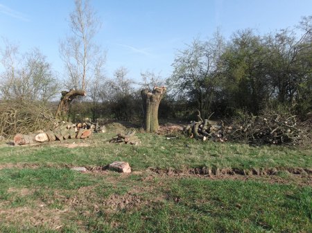 Solihull Tree Surgery - KSD Treeworks - Construction/Landscaping