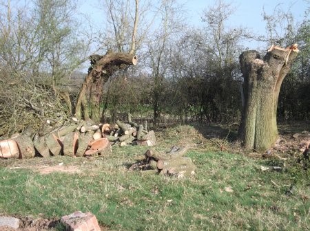 Solihull Tree Surgery - KSD Treeworks - Construction/Landscaping