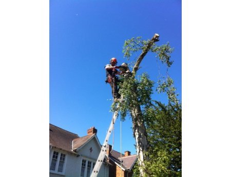 Solihull Tree Surgery - KSD Treeworks - Tree Surgery