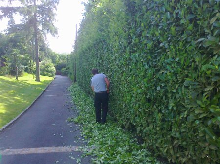 Solihull Tree Surgery - KSD Treeworks - Hedgecutting