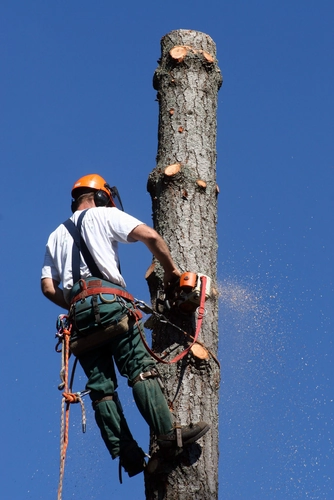 Solihull Tree Surgery - man in action